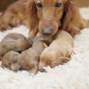 예빈켄넬 이미지