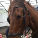 한솔승마장 이미지