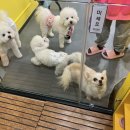 멍쉬멜로 | 배곧애견카페, 멍쉬멜로 방문후기