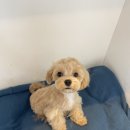 스프링그루밍 이미지