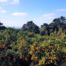 하원동-3 이미지