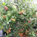 하루네 농장 이미지