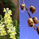 해골농장 이미지