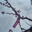 비봄 | [경북여행] 경산 반곡지 봄 여행 후기｜비 온 뒤에도 살아있던 복사꽃 명소 (벚꽃 + 느티나무 감성까지)
