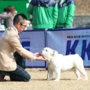 show dog 이미지