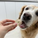 꼬소한댕 | 바삭한 닭가슴살 강아지간식, 꼬소한댕 꼬꼬바사삭칩