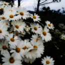 들국화 펜션 이미지