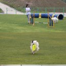 반려동물 훈련학교 이미지