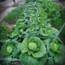 제일종묘사 | 김장 배추 모종 만들기(키우기) 꿀팁