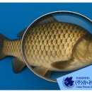 민물어류 수입제품 안전성 강화… 5월 7일부터 집중 검사 실시 이미지