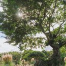 동쪽마을 이미지