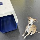 댕교오겠습니다 이미지