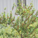 앵두(앵도, 차하리, 천금)/4월에 흰꽃 개화 6월에 붉은 열매 맺음 이미지