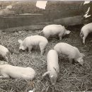 복돼지 이미지
