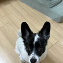 밥달라개
