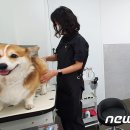 미미에토 이미지