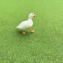 새말안길 이미지