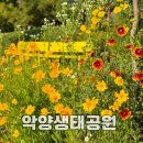 해바라기어린이공원 | 함안 악양생태공원 샤스타데이지 금계국 현황 6월 경남 꽃축제 다음은 어디로?