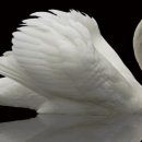 화이트스완 이미지