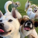 도그어스 플래닛 이미지