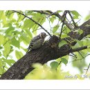 딱따구리 이미지