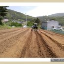 (20160507) 월문리 텃밭 갈기, 로타리 치기, 고구마, 땅콩, 옥수수 파종 이미지