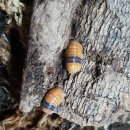 엠버농장 이미지