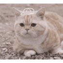 오케이 복싱 이미지