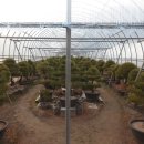 소나무하우스 이미지