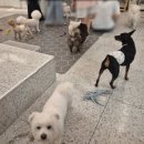 브라운독 | [킨더독]삼전역 잠실동 애견카페 후기