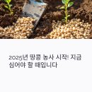 # 땅콩 심는 시기 총정리: 2025년 남부/중부/북부 지역별 파종 달력