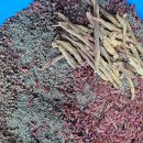 전립선건강,내몸의 활력과기력, 업그레이드~오자꿀,오자환 판매합니다 이미지