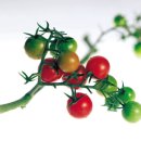 텃밭가꾸기 이미지