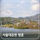 연희궁 | 2026 서울대공원 벚꽃 실시간 만개, 이곳 풍경이 특별히 아름다운 이유