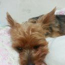 팡이메디칼