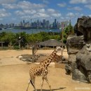 티켓투어(주) | 시드니 타롱가주 오픈런 후기 물개쇼 시간•명당•동선 티켓정보 꿀팁 총정리