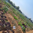 천운농장 이미지