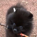 디오레 포메라니안 이미지