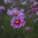 안심다원찻집 네이버블로그