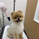 단풍이네 그루밍샵 이미지