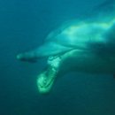 제주 돌고래 이미지