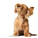 강아지집 이미지