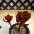 월금농장 이미지