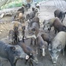 영학농장 이미지