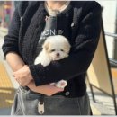 디몽 이미지