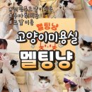 멜팅냥 이미지