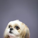 멍멍펫스토어 이미지