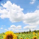 해바라기공원 이미지