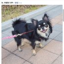 우리 강아지 멍빨하면 기분 안좋아져서 포대기에 넣어줘야됨 이미지