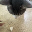 롱런하개 이미지